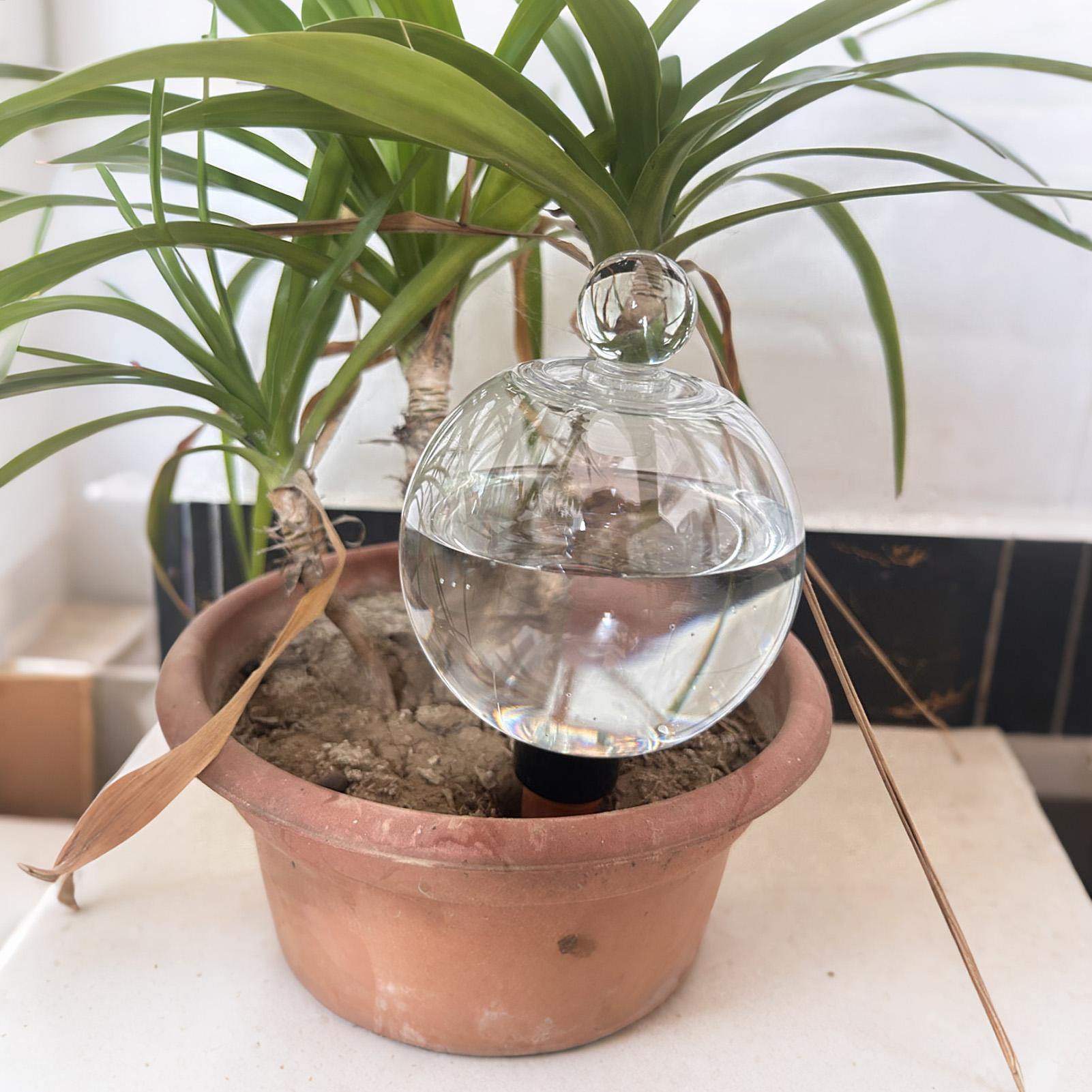 Bola Penyiram Tanaman 4pcs 500 - Pothos ulasan dan harga