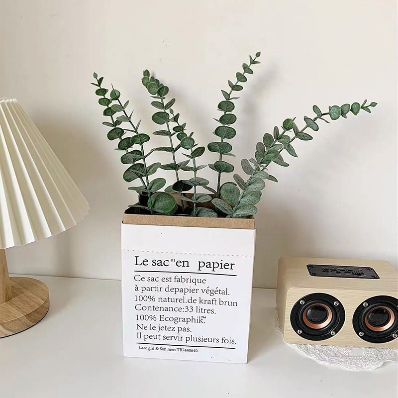 20 buah batang kayu putih buat - Fiddle Leaf Fig ulasan dan harga