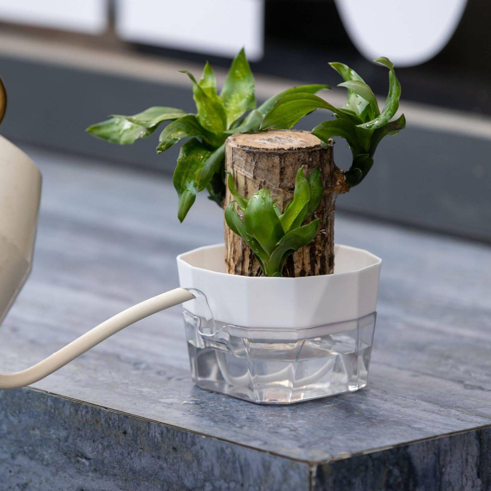 Vas Hidroponik Dua Lapis Penye - Plant Pot ulasan dan harga