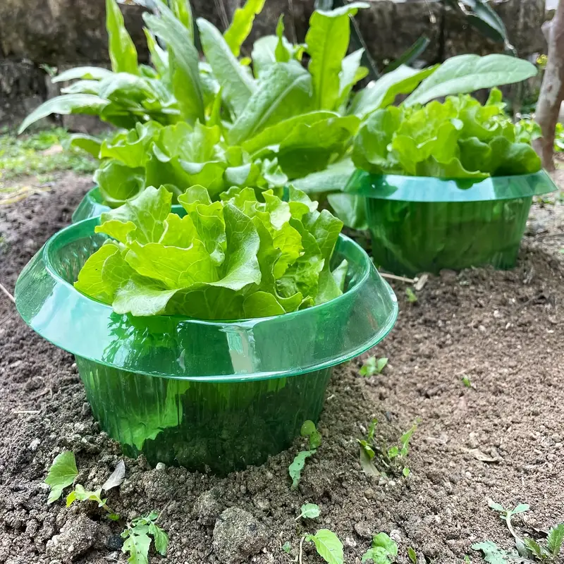 Cincin Pelindung Siput Tanaman - Terracotta Pot ulasan dan harga