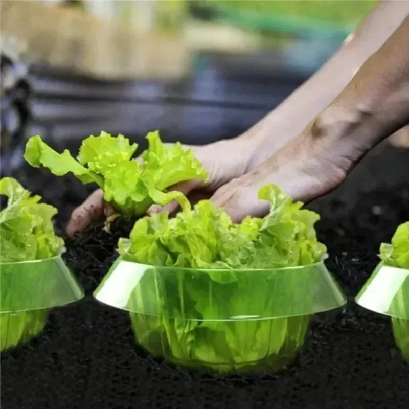 Cincin Pelindung Siput Tanaman - Terracotta Pot ulasan dan harga